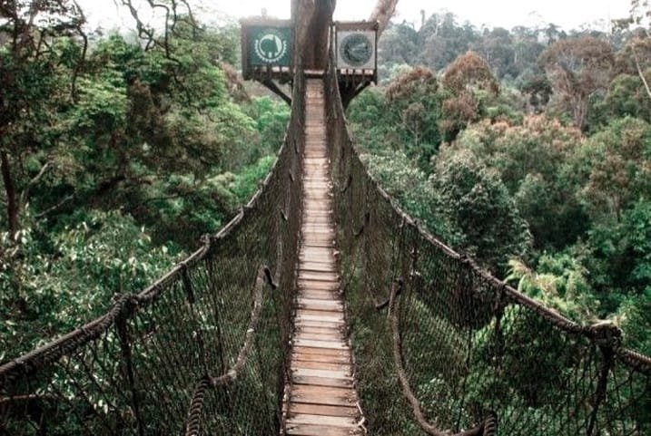 10 Tempat Wisata Terbaik Akhir Tahun Di Indonesia 4 Bukit Bangkirai