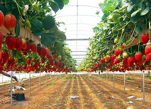 Kebun Strawberry