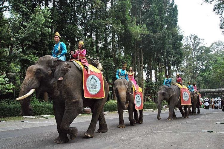 Taman Safari Indonesia