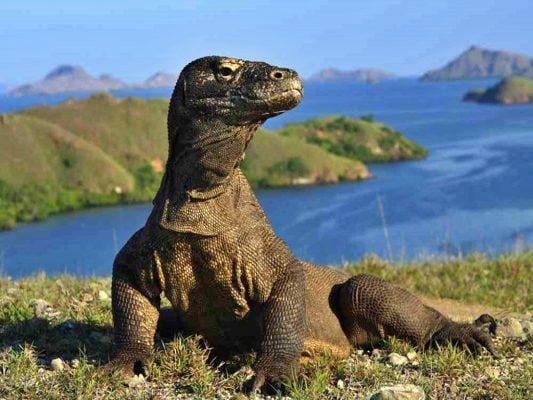 Pulau Komodo